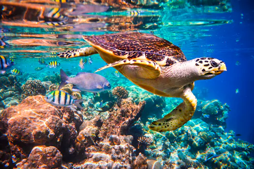 Hawksbill Turtle - Eretmochelys imbricata floats under water  Maldives Indian Ocean coral reef  &ndash; &copy; Andrei Armiagov - stock.adobe.com