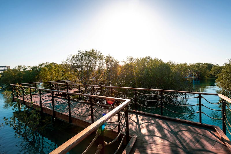 Spazieren auf den Boardwalk-Stegen im Jubail Mangrove Park - &copy;creativefamily - stock.adobe.com
