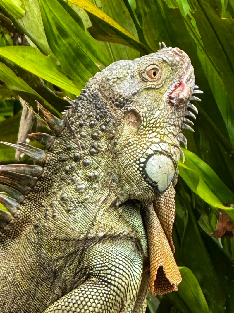 Grüner Leguan, Lirio Lodge - &copy;Lirio Lodge, Costa Rica