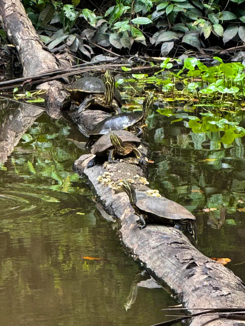 Schmuckschildkröten, Lirio Lodge  - &copy;Lirio Lodge, Costa Rica