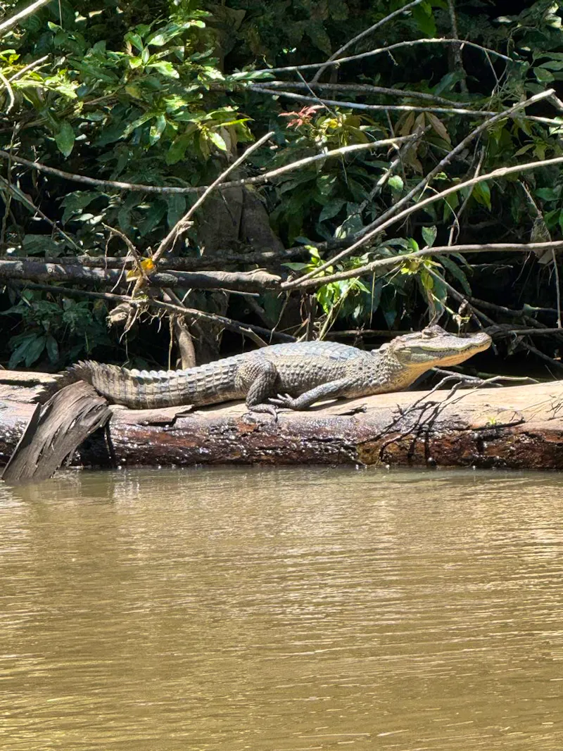 Krokodil Barra de Pacuare - &copy;Lirio Lodge, Costa Rica