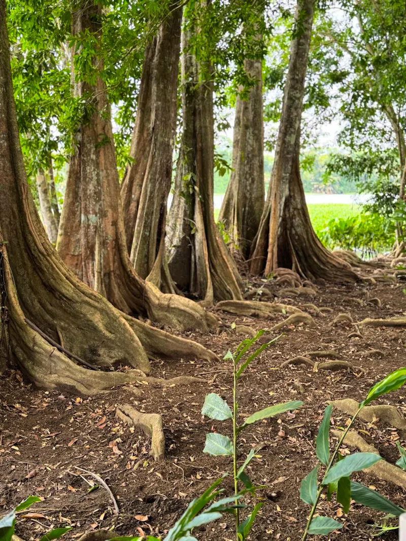Wanderung Regenwald - &copy;Lirio Lodge, Costa Rica