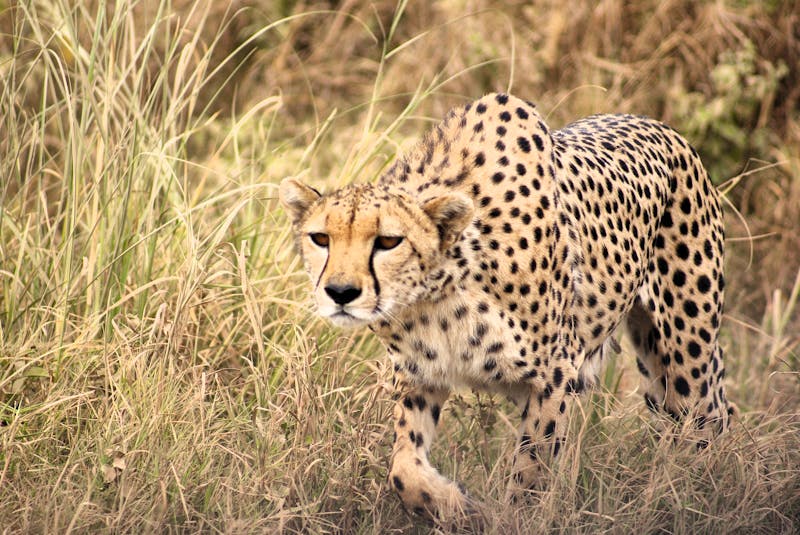 Gepard im Amboseli-Nationalpark - &copy;Susanne Schirmann - Eberhardt TRAVEL