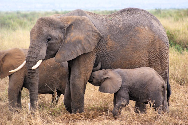 Elefanten im Amboseli-Nationalpark - &copy; Susanne Schirmann - Eberhardt TRAVEL