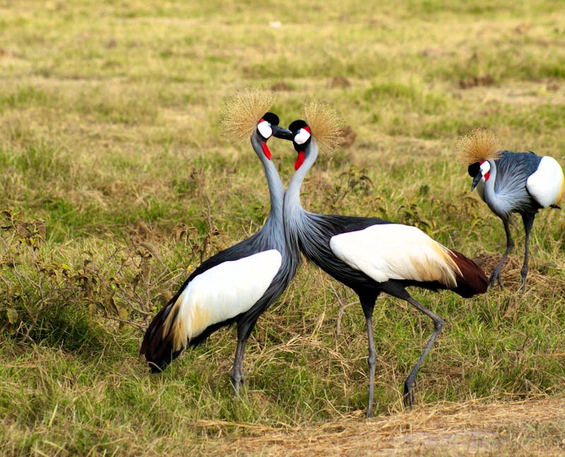 Kronenkraniche - &copy;Susanne Schirmann - Eberhardt TRAVEL