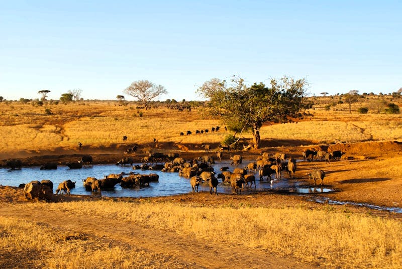 Büffelherde - &copy;Susanne Schirmann - Eberhardt TRAVEL