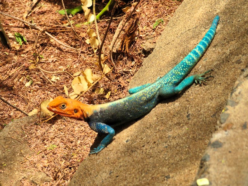 Eine  Siedleragame im Tsavo-Nationalpark - &copy; Annette Weise - Eberhardt TRAVEL