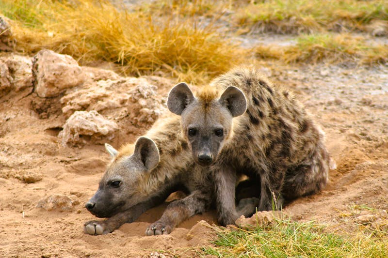 Tüpfelhyänen im Amboseli-Nationalpark - &copy; Isabel Braksiek - Eberhardt TRAVE