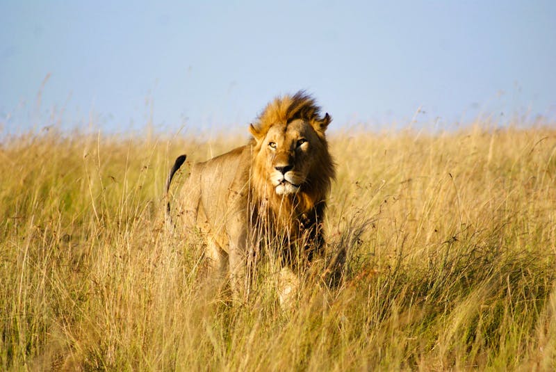 Löwenmännchen - &copy;Susanne Schirmann - Eberhardt TRAVEL