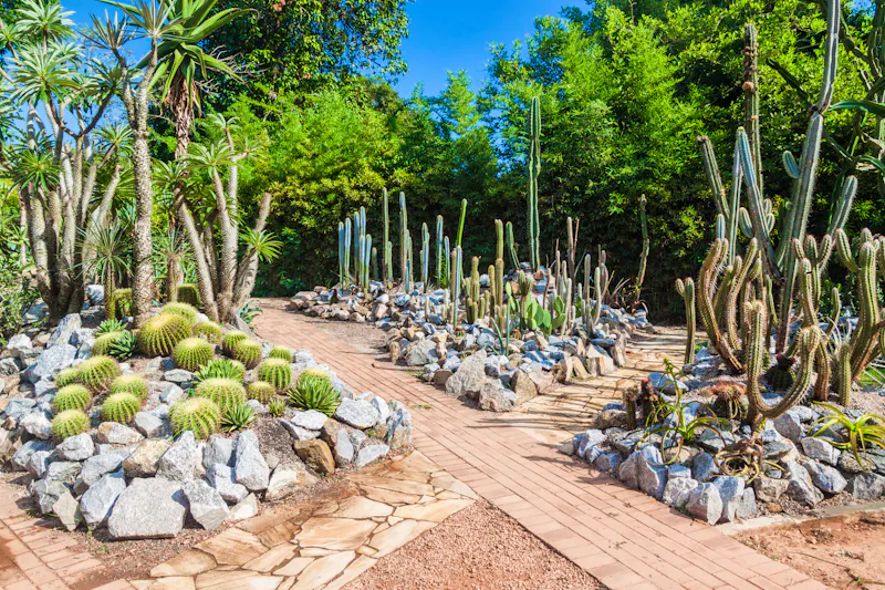 Verschiedene Kakteen im Botanischen Gartens in Rio de Janeiro, Brasilien - &copy;Matyas Rehak - stock.adobe.com