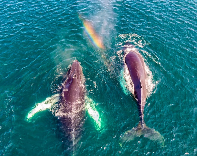 Buckelwale vor der Ostküste Kanadas - &copy;RbbrDckyBK - stock.adobe.com