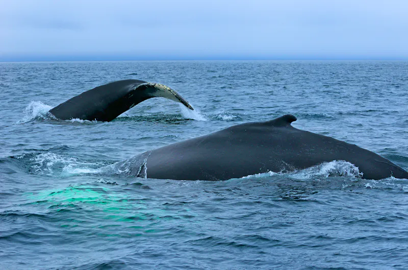 Buckelwale bei Twillingate in Neufundland - &copy;Reimar - stock.adobe.com