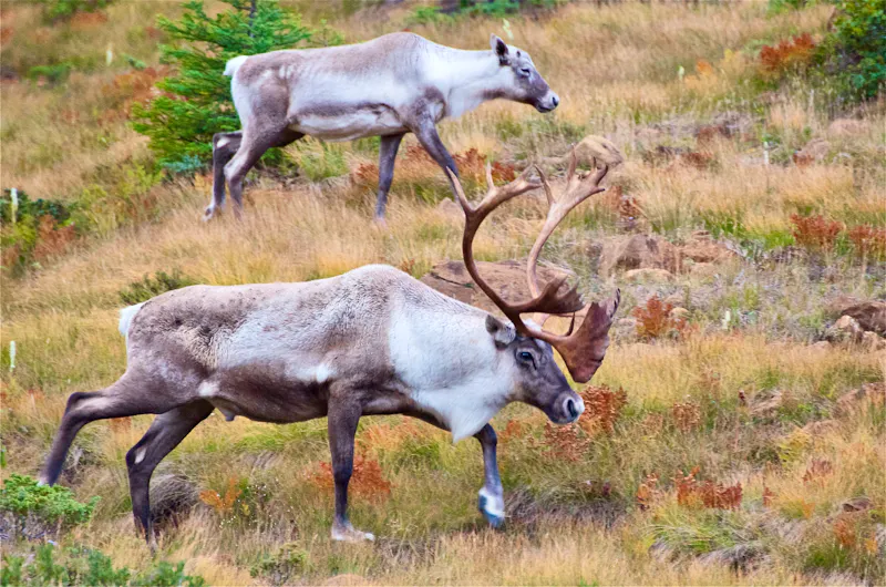 Karibus im Gros Morne Nationalpark - &copy;Marcel - stock.adobe.com
