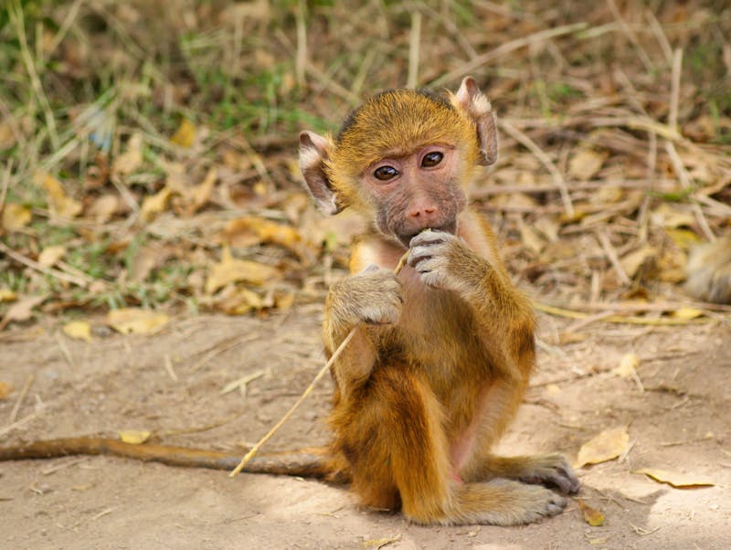  Pavian-Jungtier - &copy;Susanne Schirmann - Eberhardt TRAVEL