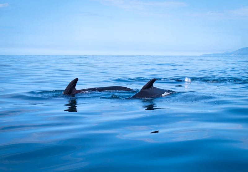 Pilotwale im Sankt-Lorenz-Strom - &copy;Benny Pieritz - stock.adobe.com