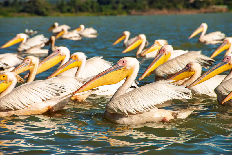 Pelikane im Tana-See - &copy;DjeLab Photo - stock.adobe.com