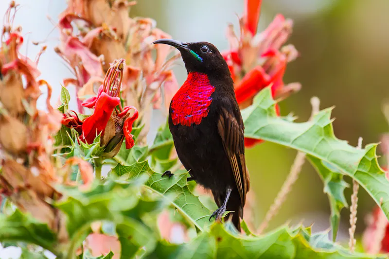Rotbrust-Glanzköpfchen - Vogel am Tana-See - &copy;henk bogaard - stock.adobe.com