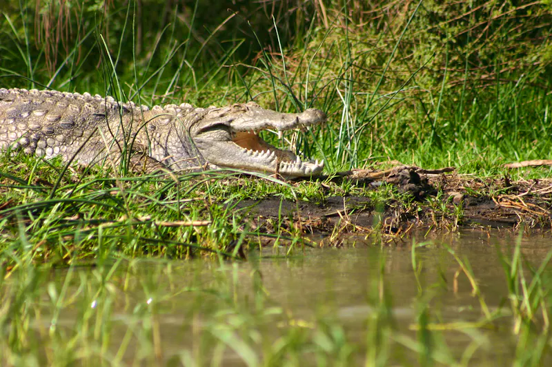 Krokodil am Tana-See - &copy;Jess - stock.adobe.com