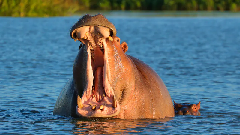 Flusspferde am Tana-See - &copy;IVÁN VIEITO GARCÍA - stock.adobe.com