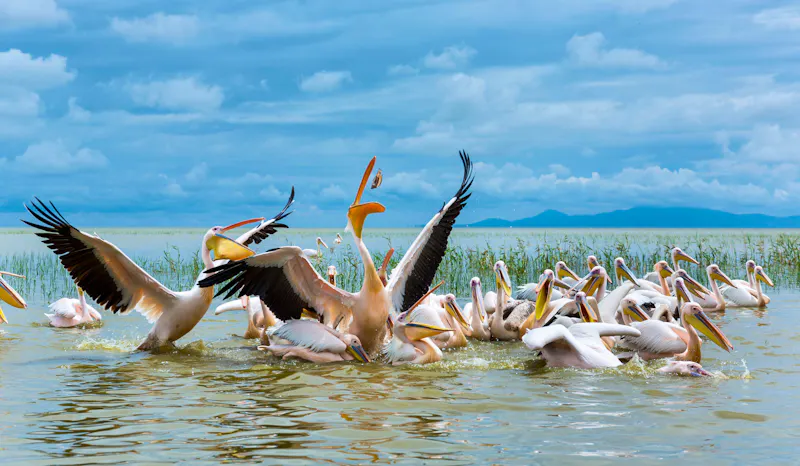 Pelikane am Ziway-See in Äthiopien - &copy;JUAN CARLOS MUNOZ - stock.adobe.com