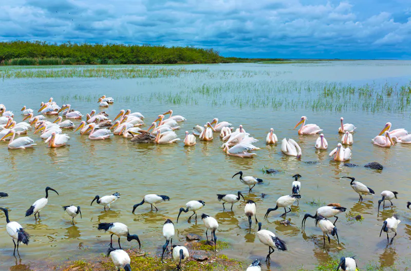 Ibisse und Pelikane am Ziway-See in Äthiopien - &copy;JUAN CARLOS MUNOZ - stock.adobe.com