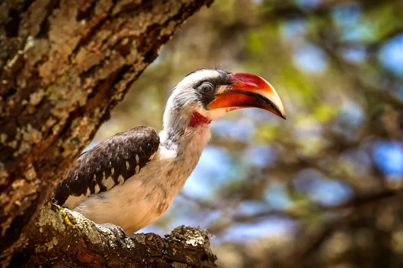 Hornvogel am Ziway-See in Äthiopien - &copy;ondrejprosicky - stock.adobe.com