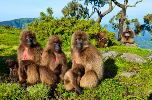 Paviane in den Simien Mountains &ndash; &copy; JUAN CARLOS MUNOZ - stock.adobe.com