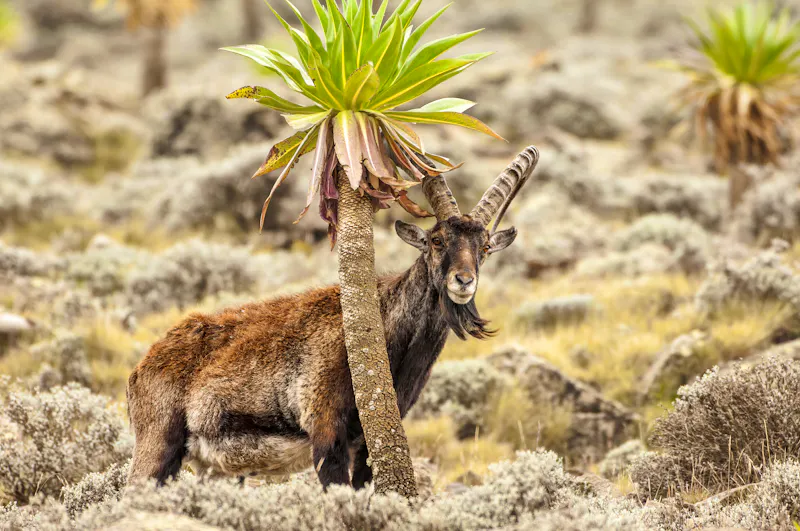 Äthiopischer Steinbock in den Simien Mountains - &copy;Gabrielle - stock.adobe.com