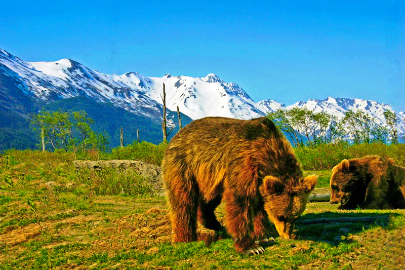 Braunbären im Alaska Wildlife Conservation Center bei Whittier  - &copy;njaganath - stock.adobe.com