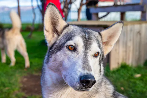 Alaska-Husky &ndash; &copy; Gestur - stock.adobe.com