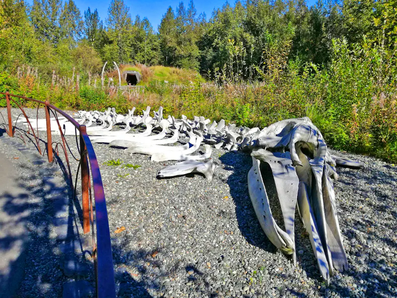 Wal-Skelett im Alaska Native Heritage Center in Anchorage  - &copy;Juliane Voigt - Eberhardt TRAVEL