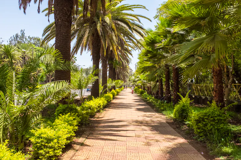 Ein von Palmen gesäumten Fußweg in Bahir Dar - &copy;Glen - stock.adobe.com