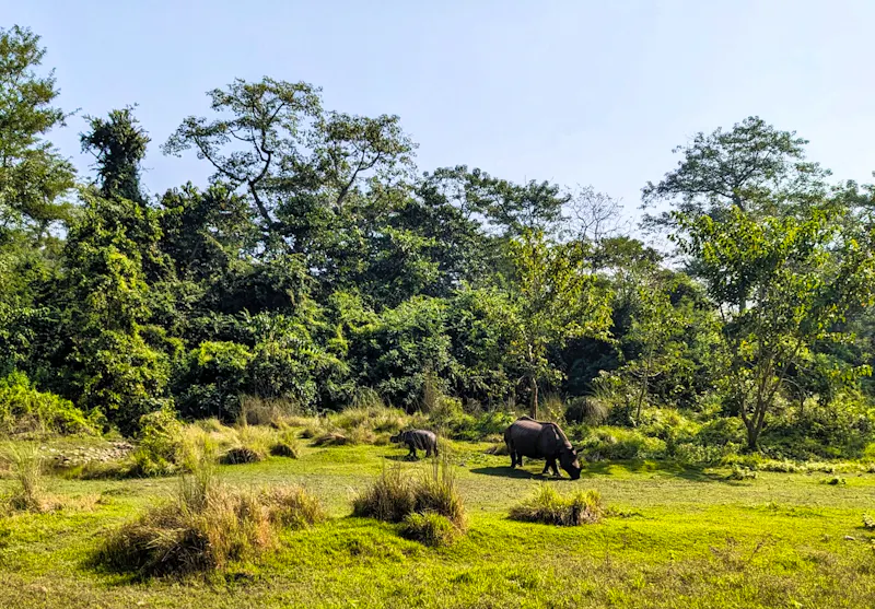 Nashorn mit Baby auf der Jeeptour durch den Chitwan Nationalpark, Nepal - &copy;Teresa Rumpel - Eberhardt TRAVEL