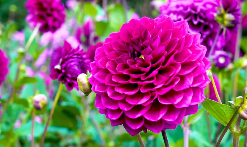 Blumen bei der Gartenschau - &copy;Joachim - stock.adobe.com