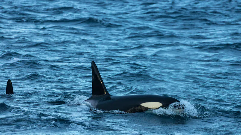 Schwertwale vor der Küste von Andenes, Norwegen - &copy;Rui - stock.adobe.com
