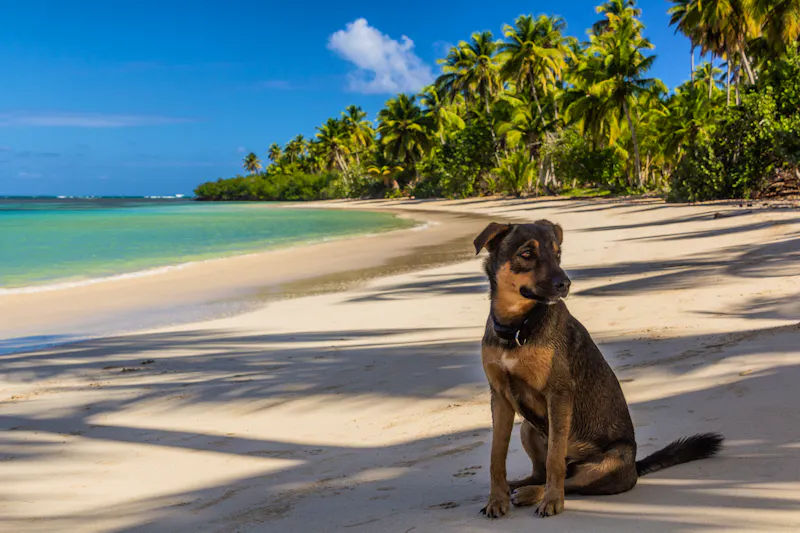Las Terrenas,  Dominikanische Republik - &copy;Matyas Rehak - stock.adobe.com