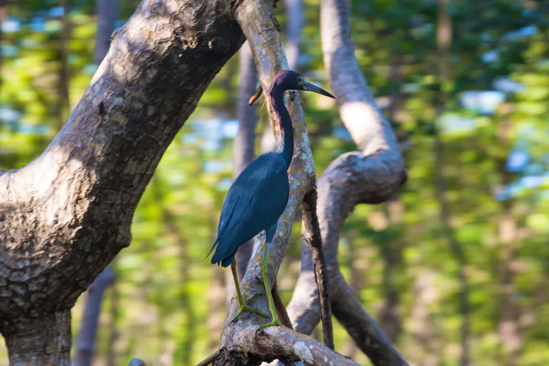 Nationalpark Los Haitises, Dominikanische Republik - &copy;Toanet - stock.adobe.com