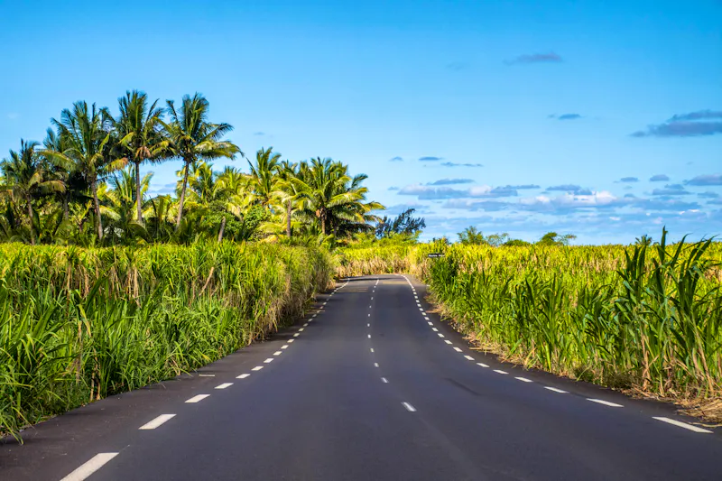 Zuckerrohr-Anbau auf der Insel La Réunion - &copy;guillaumeastruc - stock.adobe.com