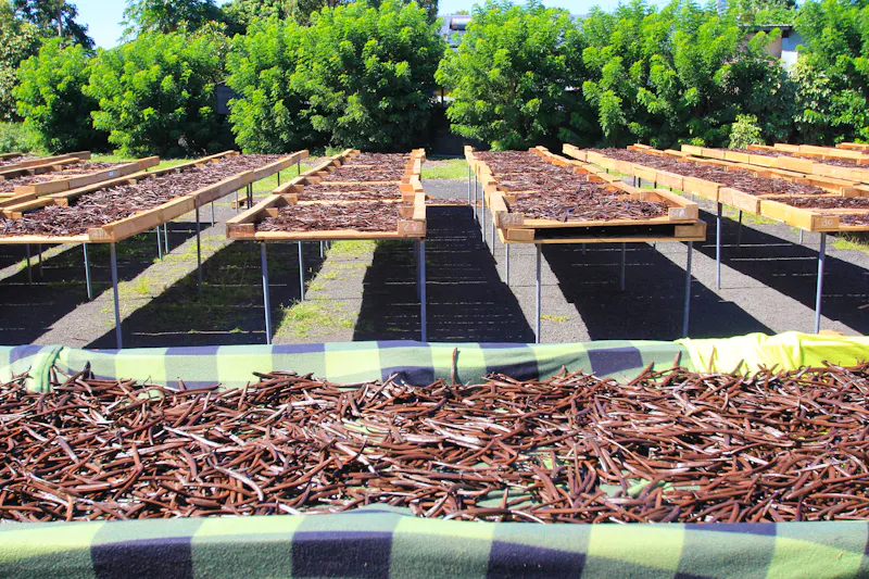 Vanille-Plantage auf La Réunion - &copy;Jacky Jeannet - stock.adobe.com