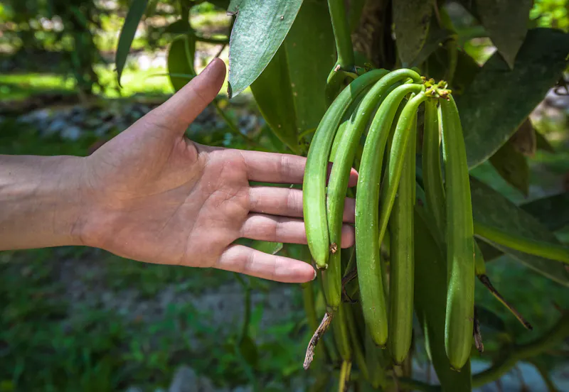 Vanille-Plantage auf La Réunion - &copy;javarman - stock.adobe.com