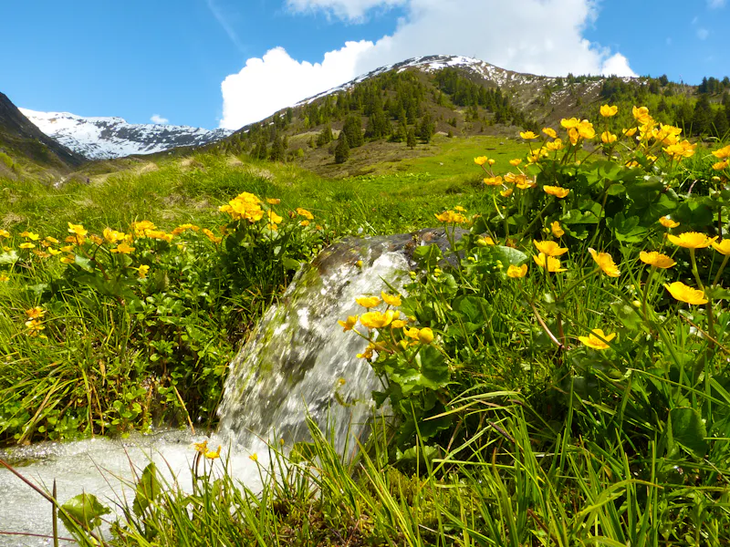 Quellwasser am Ursprungquellweg - &copy;by paul - stock.adobe.com