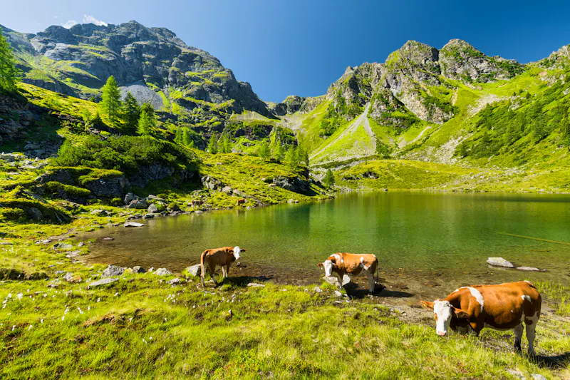 Kühe am Moaralmsee - Schladminger Tauern - &copy;Copyright Rainer Mirau. All rights reserved.