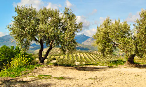Olivenbäume rund um Jaen in Andalusien &ndash; &copy; dulsita - stock.adobe.com