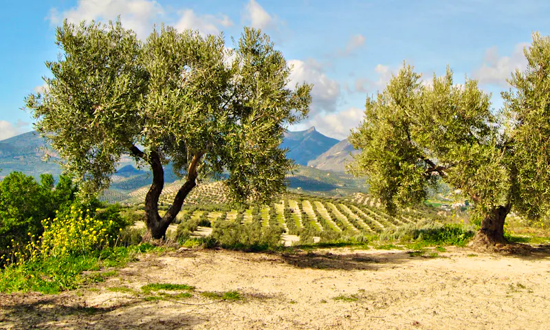 Olivenbäume rund um Jaen in Andalusien - &copy;dulsita - stock.adobe.com
