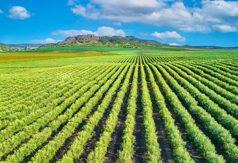 Olivenbaum-Plantagen in Andalusien - &copy;Revive Photo Media - stock.adobe.com