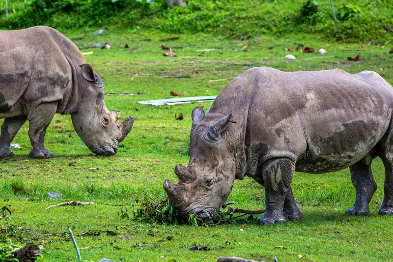 Sumatra-Nashorn  - &copy;J.Woolley - stock.adobe.com