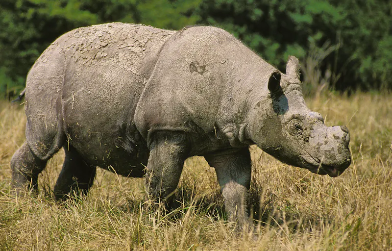 Sumatra-Nashorn  - &copy;slowmotiongli - stock.adobe.com