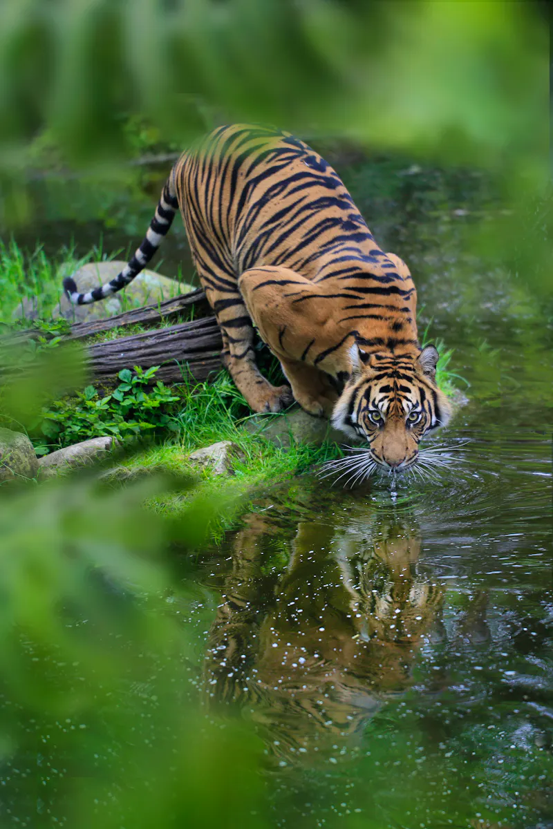 Sumatra-Tiger  - &copy;Aggi Schmid - stock.adobe.com