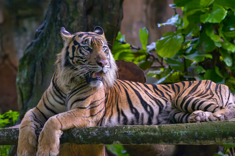 Sumatra-Tiger  - &copy;DS light photography - stock.adobe.com