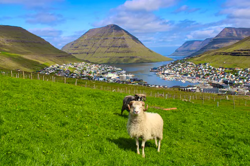 Schafe bei Klaksvik auf der Färöer-Insel Bordoy &ndash; &copy; been.there.recently - stock.adobe.com